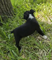 Teal, a male Boston Terrier for sale in Grandview, TX – 5 of 5