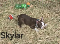 Skylar (Light Blue), a male Boston Terrier for sale in Grandview, TX – 2 of 5