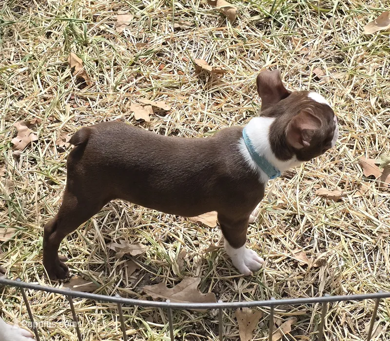 Light Blue – Boston Terrier puppy for sale in Grandview, TX