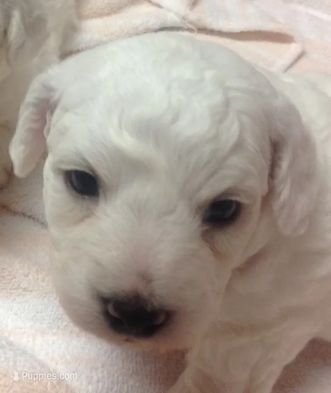 AKC "Lucie" Quality Bred, Champoin Bloodline – Bichon Frise puppy for sale in Vancouver, WA