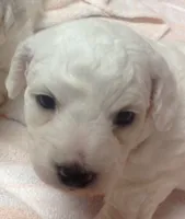 AKC "Lucie" Quality Bred, Champoin Bloodline, a female Bichon Frise for sale in Vancouver, WA – 1 of 1