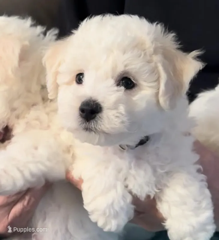 AKC "Teddy" Champion Bloodline – Bichon Frise puppy for sale in Vancouver, WA