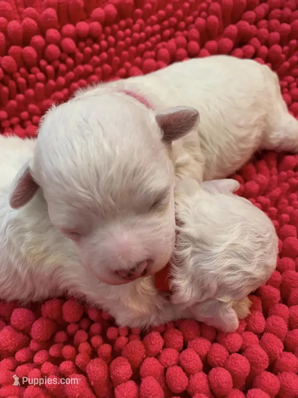 AKC Pixie..., a female Bichon Frise for sale in Vancouver, WA – Photo 1 of 4