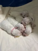 AKC Pixie..., a female Bichon Frise for sale in Vancouver, WA – Photo 2 of 4