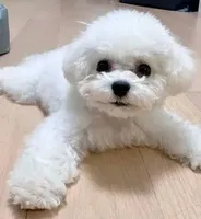 AKC Daisy "Quality Bred", a male Bichon Frise for sale in Vancouver, WA – 1 of 1