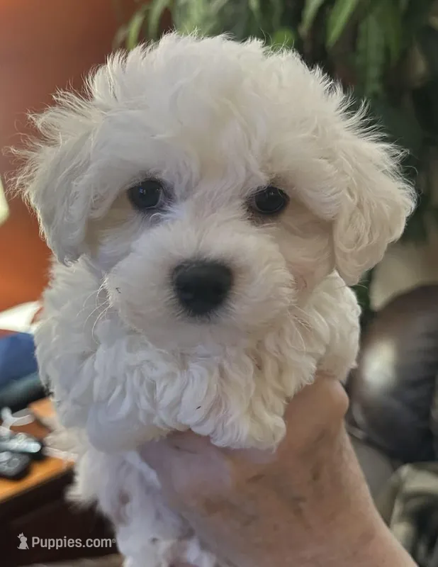 Mr. Mikey "Pick of the Litter" Champion Bloodlines – Bichon Frise puppy for sale in Vancouver, WA