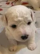 AKC "Teddy" Champion Bloodline – Bichon Frise puppy for sale in Vancouver, WA