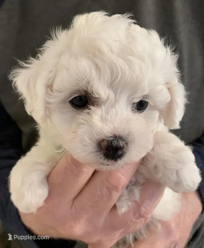 AKC "Daisy" Quality Bred,     Champion Bloodline – Bichon Frise puppy for sale in Vancouver, WA