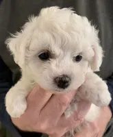 AKC "Daisy" Quality Bred , a female Bichon Frise for sale in Vancouver, WA – 1 of 1
