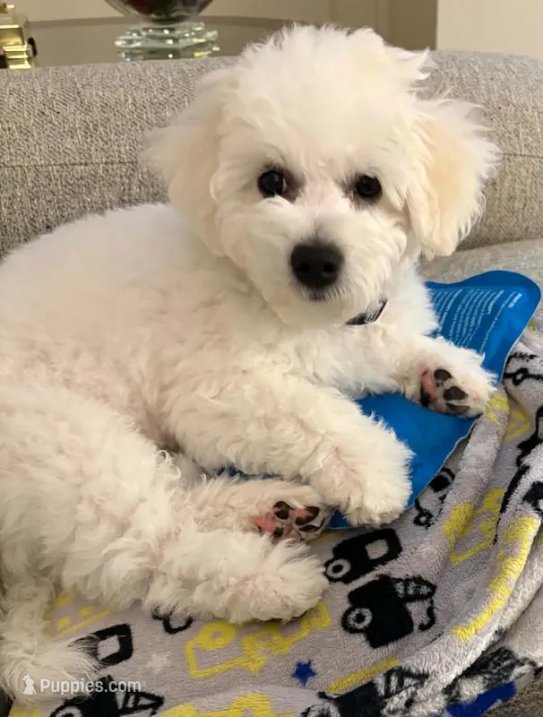 AKC "Charlie" Champion Bloodline – Bichon Frise puppy for sale in Vancouver, WA