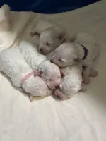 AKC Lacy..., a female Bichon Frise for sale in Vancouver, WA – Photo 1 of 4