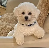 AKC Lacy..., a female Bichon Frise for sale in Vancouver, WA – Photo 3 of 4