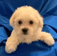 AKC "Buddy" Quality Bred, Champion Bloodline, a male Bichon Frise for sale in Vancouver, WA – 1 of 1
