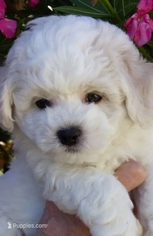AKC Daisy "Champion Bloodline"  – Bichon Frise puppy for sale in Vancouver, WA