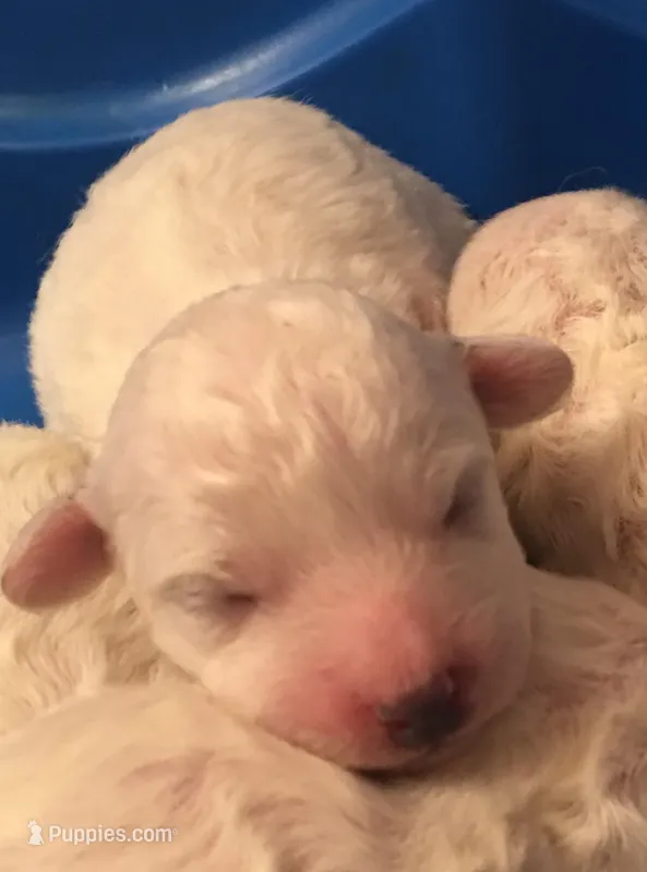 AKC "Danny" Champion Bloodline – Bichon Frise puppy for sale in Vancouver, WA