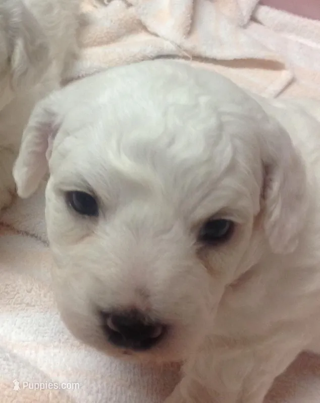 AKC "Danny" Champion Bloodline – Bichon Frise puppy for sale in Vancouver, WA