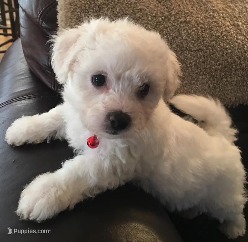 AKC "Casper" Champion Bloodline – Bichon Frise puppy for sale in Vancouver, WA