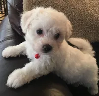 AKC "Casper" Champion Bloodline, a male Bichon Frise for sale in Vancouver, WA – 1 of 1