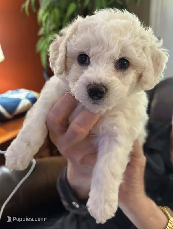 AKC "Bently James" Champion Bloodline – Bichon Frise puppy for sale in Vancouver, WA