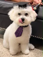 AKC "Charlie" Champion Bloodline, a male Bichon Frise for sale in Vancouver, WA – 2 of 2