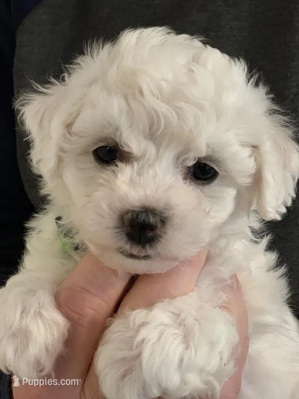 AKC "Bella" Quality Bred, Champion Bloodline – Bichon Frise puppy for sale in Vancouver, WA