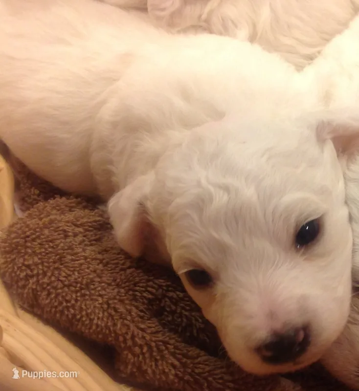 AKC "Bella" Quality Bred, Champion Bloodline – Bichon Frise puppy for sale in Vancouver, WA