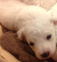 AKC "Bella" Quality Bred, Champion Bloodline, a female Bichon Frise for sale in Vancouver, WA – 1 of 1