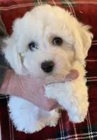 AKC Mollie "Quality Bred", a female Bichon Frise for sale in Vancouver, WA – 1 of 1