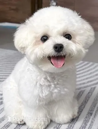 AKC Susie "Champion Bloodline" – Bichon Frise puppy for sale in Vancouver, WA