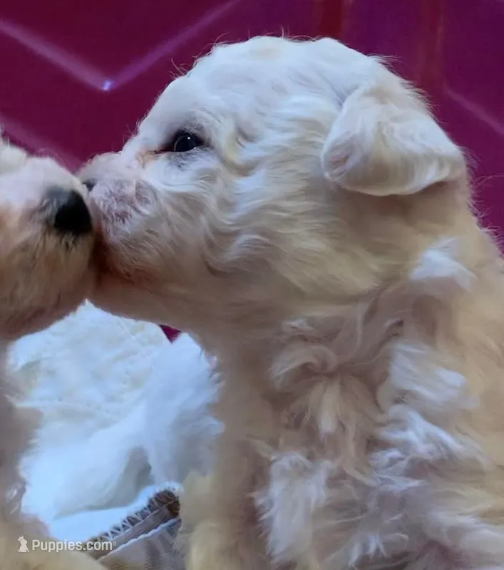 AKC "Bonnie" Champion Bloodline – Bichon Frise puppy for sale in Vancouver, WA