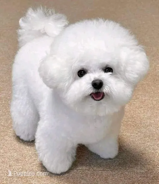 AKC Mollie "Quality Bred" – Bichon Frise puppy for sale in Vancouver, WA