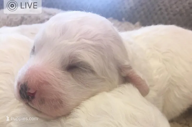 AKC "Brody" Champion Bloodline – Bichon Frise puppy for sale in Vancouver, WA
