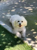 AKC Bobbie ..., a female Bichon Frise for sale in Vancouver, WA – Photo 4 of 4