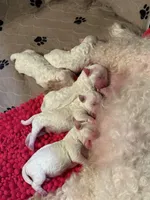 AKC Bobbie ..., a female Bichon Frise for sale in Vancouver, WA – Photo 1 of 4