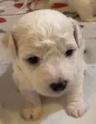 AKC "Casper" Champion Bloodline – Bichon Frise puppy for sale in Vancouver, WA