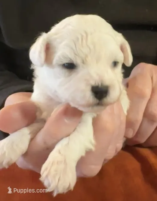 AKC Kirby (CH Bloodlines)