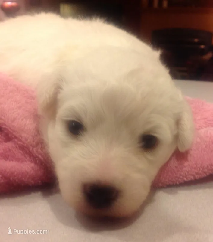 AKC Kirby (CH Bloodlines)