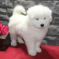 processed/88c5a1ea-5cb1-4a23-9d71-dbd99fb6d557/listing/2bd3043f-9681-4298-99b4-f65a2f20c2f7/03e93662-1112-4b71-a0b7-8147e15293b8