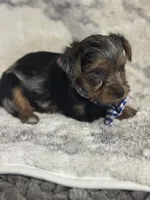 Male # 1, a male Yorkshire Terrier for sale in Rialto, CA – 5 of 10