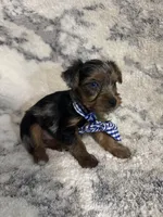 Male # 1, a male Yorkshire Terrier for sale in Rialto, CA – 7 of 10