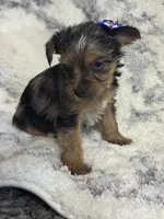 Female #1, a female Yorkshire Terrier for sale in Rialto, CA – 4 of 9