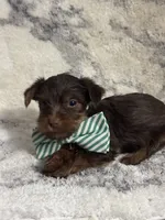 Male #2, a male Yorkshire Terrier for sale in Rialto, CA – 9 of 10