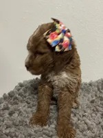 Female Goldendoodle , a female Goldendoodle for sale in Rialto, CA – 7 of 8
