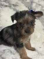 Female #1, a female Yorkshire Terrier for sale in Rialto, CA – 3 of 9