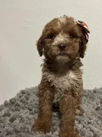 Female Goldendoodle , a female Goldendoodle for sale in Rialto, CA – 6 of 8
