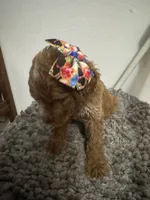 Female Goldendoodle , a female Goldendoodle for sale in Rialto, CA – 4 of 8