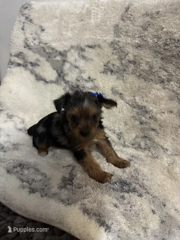 Female #1 – Yorkshire Terrier puppy for sale in Rialto, CA