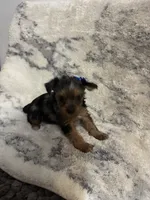 Female #1, a female Yorkshire Terrier for sale in Rialto, CA – 1 of 9