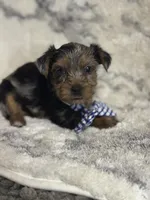 Male # 1, a male Yorkshire Terrier for sale in Rialto, CA – 6 of 10