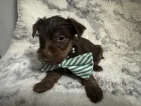 Male #2, a male Yorkshire Terrier for sale in Rialto, CA – 8 of 10